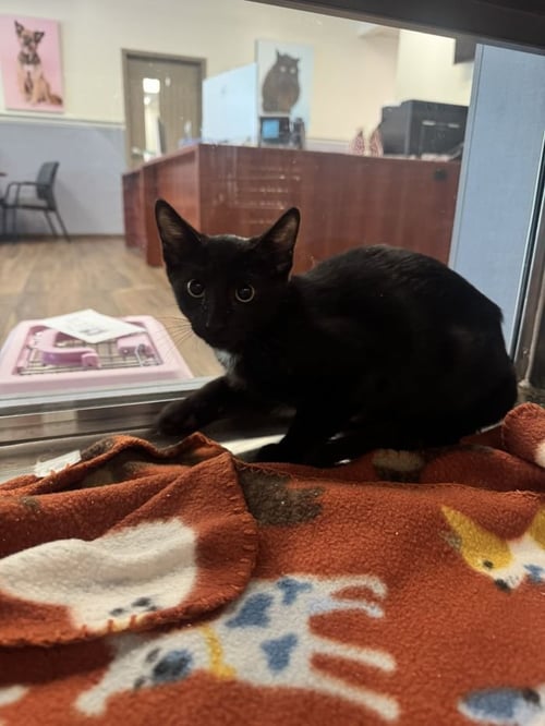 SWISS ROLL - Domestic Short Hair available for adoption