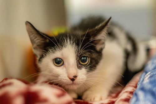 HONDA - Domestic Short Hair available for adoption