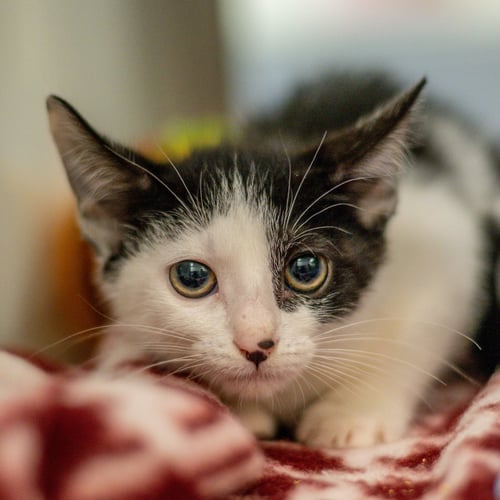 HONDA - Domestic Short Hair available for adoption