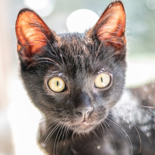 JUMPER - Domestic Short Hair available for adoption