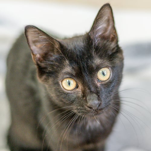 JUMPER - Domestic Short Hair available for adoption