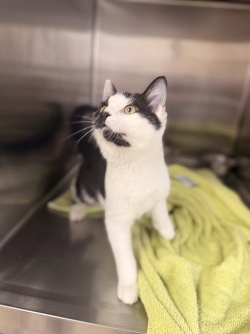 MARBLES - Domestic Short Hair available for adoption