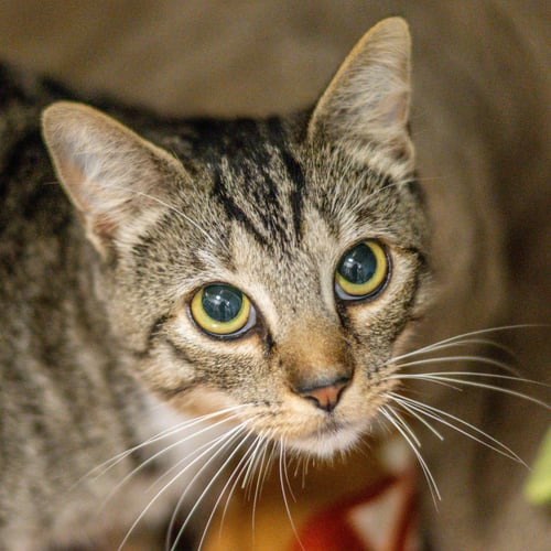 BELAFONTE - Domestic Short Hair available for adoption