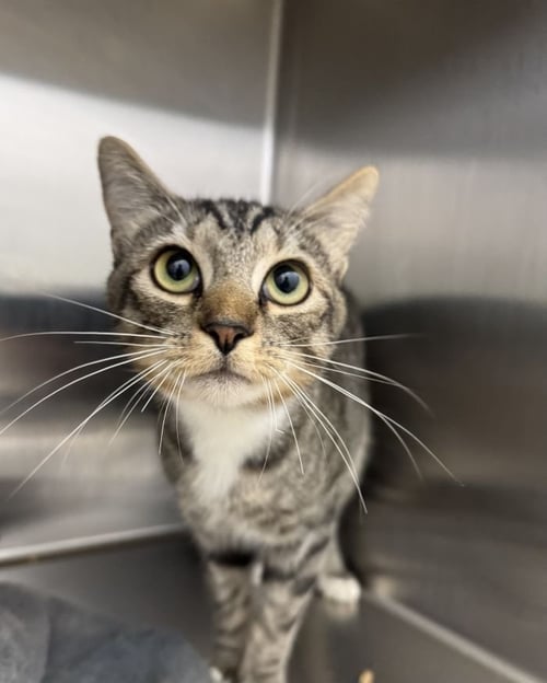 BELAFONTE - Domestic Short Hair available for adoption