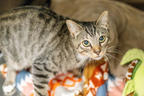 BELAFONTE - Domestic Short Hair available for adoption