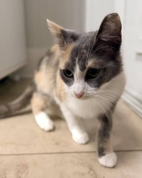 SHEENA - Domestic Short Hair available for adoption