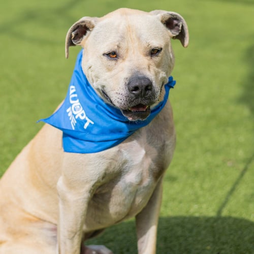 MARCEL - Labrador Retriever for adoption in Savannah