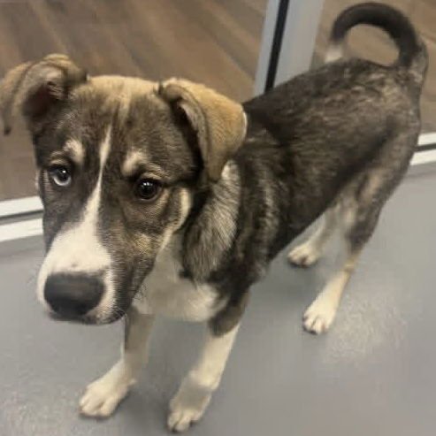 BJORN - Husky available for adoption