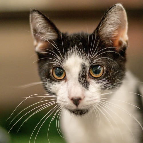 MARROW - Domestic Short Hair available for adoption