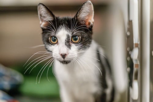MARROW - Domestic Short Hair available for adoption