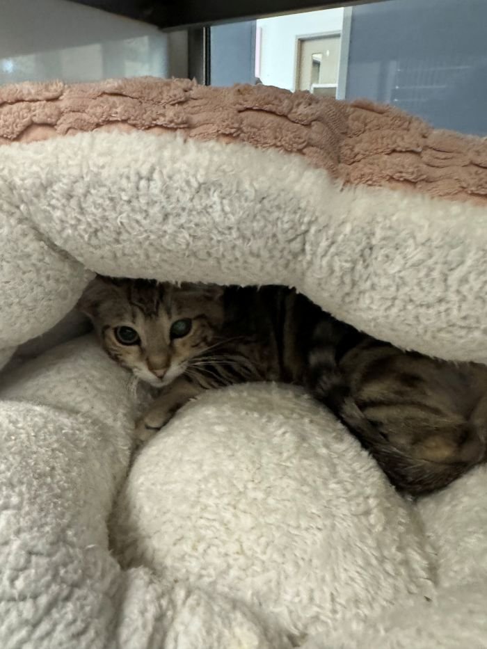 FIG NEWTON - Domestic Short Hair available for adoption