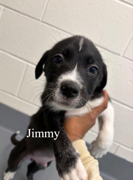 Jimmy Image