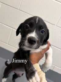 Jimmy - Photo 1