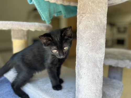 JOHN - Domestic Short Hair available for adoption