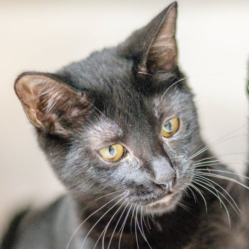 ROSE - Domestic Short Hair available for adoption