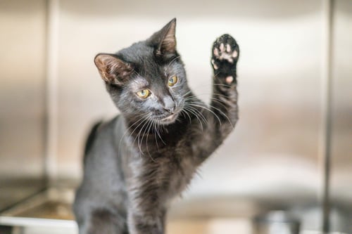 ROSE - Domestic Short Hair available for adoption