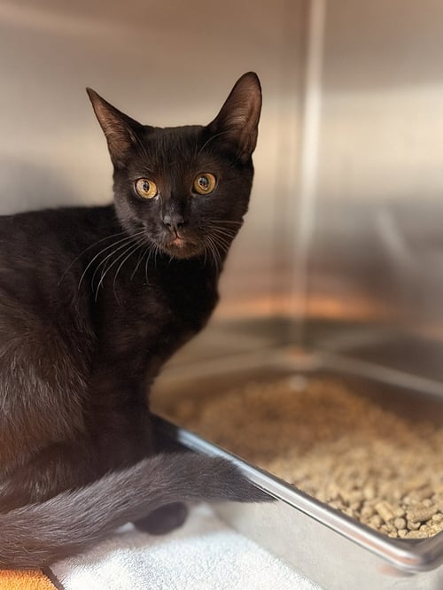 ROSE - Domestic Short Hair available for adoption