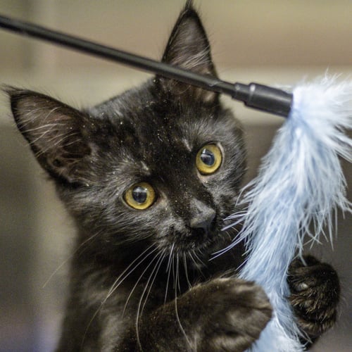 HERMES - Domestic Short Hair available for adoption