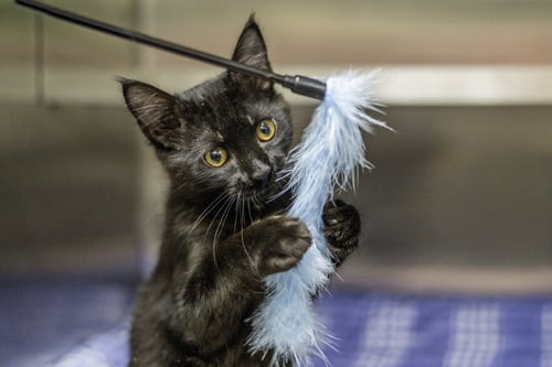 HERMES - Domestic Short Hair available for adoption