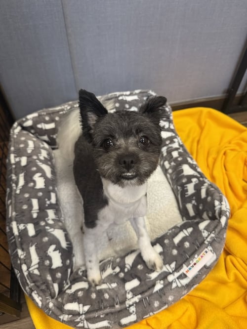 DOBSON - Chinese Crested-Powder Puff available for adoption