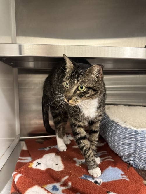 REBECCA - Domestic Short Hair for adoption in Savannah