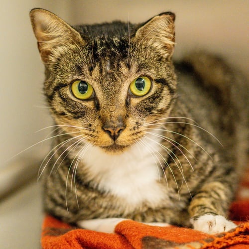 REBECCA - Domestic Short Hair for adoption in Savannah