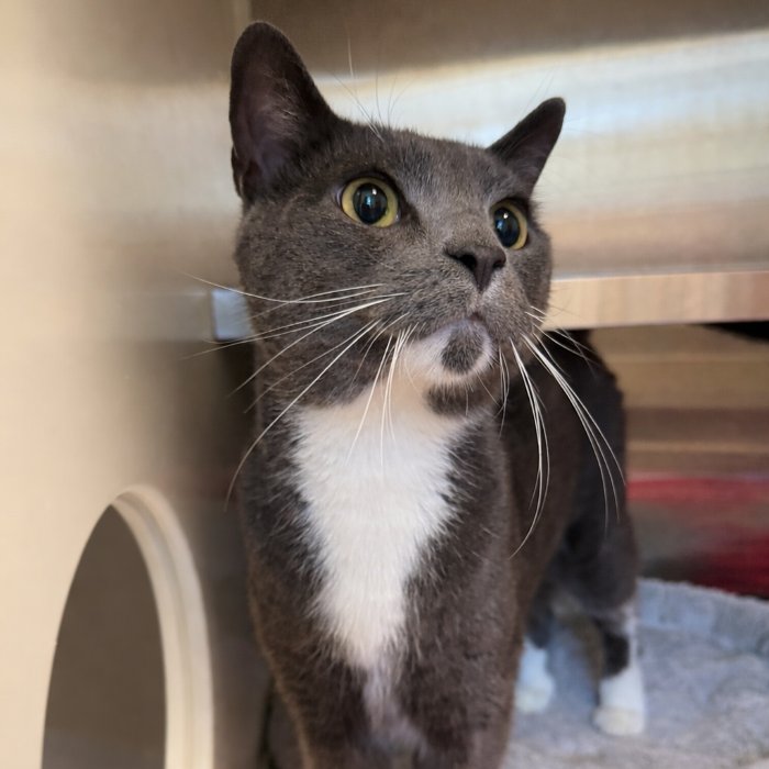 LUKA - Domestic Short Hair available for adoption