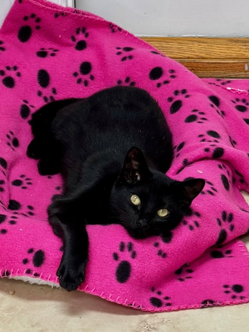 GARY - Domestic Short Hair available for adoption