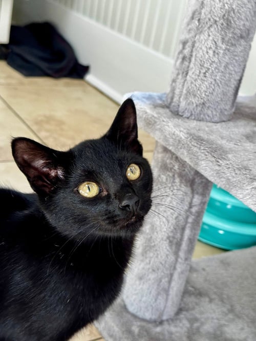 GARY - Domestic Short Hair available for adoption