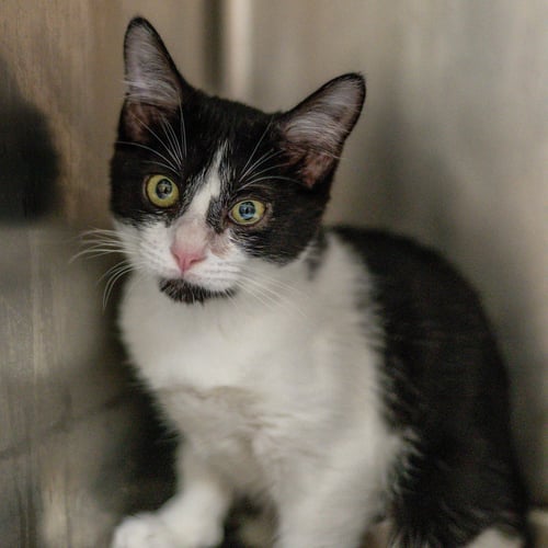 JOAN JETT - Domestic Medium Hair available for adoption
