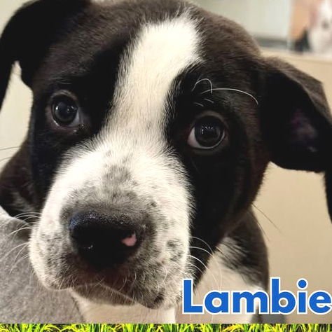 LAMBIE - Boxer available for adoption
