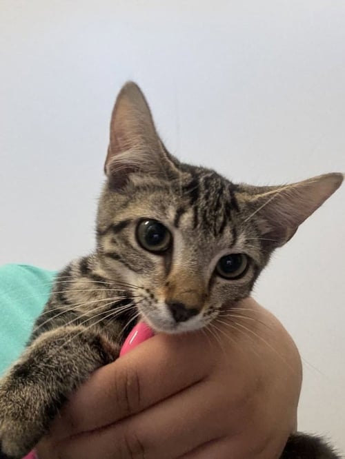 CIRCE - Domestic Short Hair available for adoption
