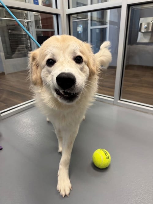 GENEVIEVE - Great Pyrenees available for adoption