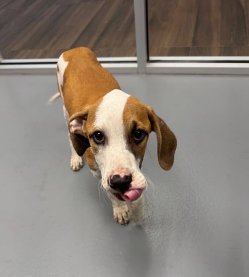 BONES - Hound available for adoption