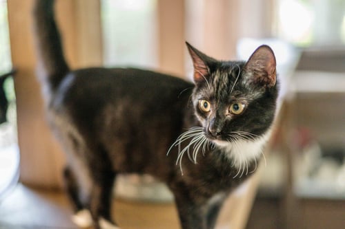 TAFFY - Domestic Short Hair available for adoption
