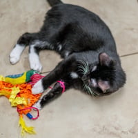 Taffy - Photo 4