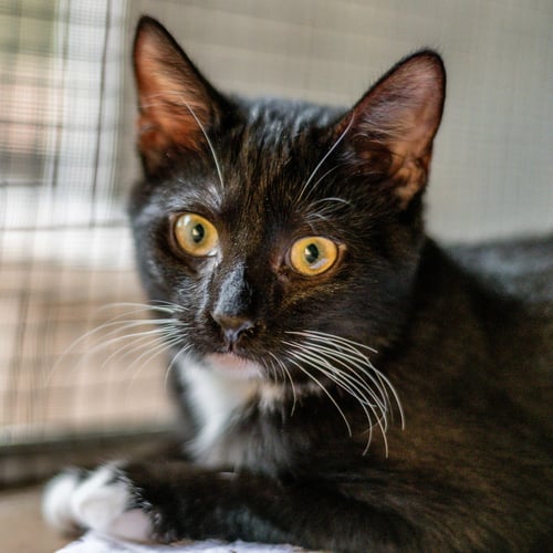 TAFFY - Domestic Short Hair available for adoption