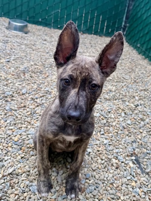 TERRA - Pharaoh Hound available for adoption