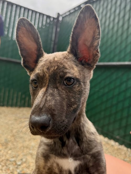TERRA - Pharaoh Hound available for adoption