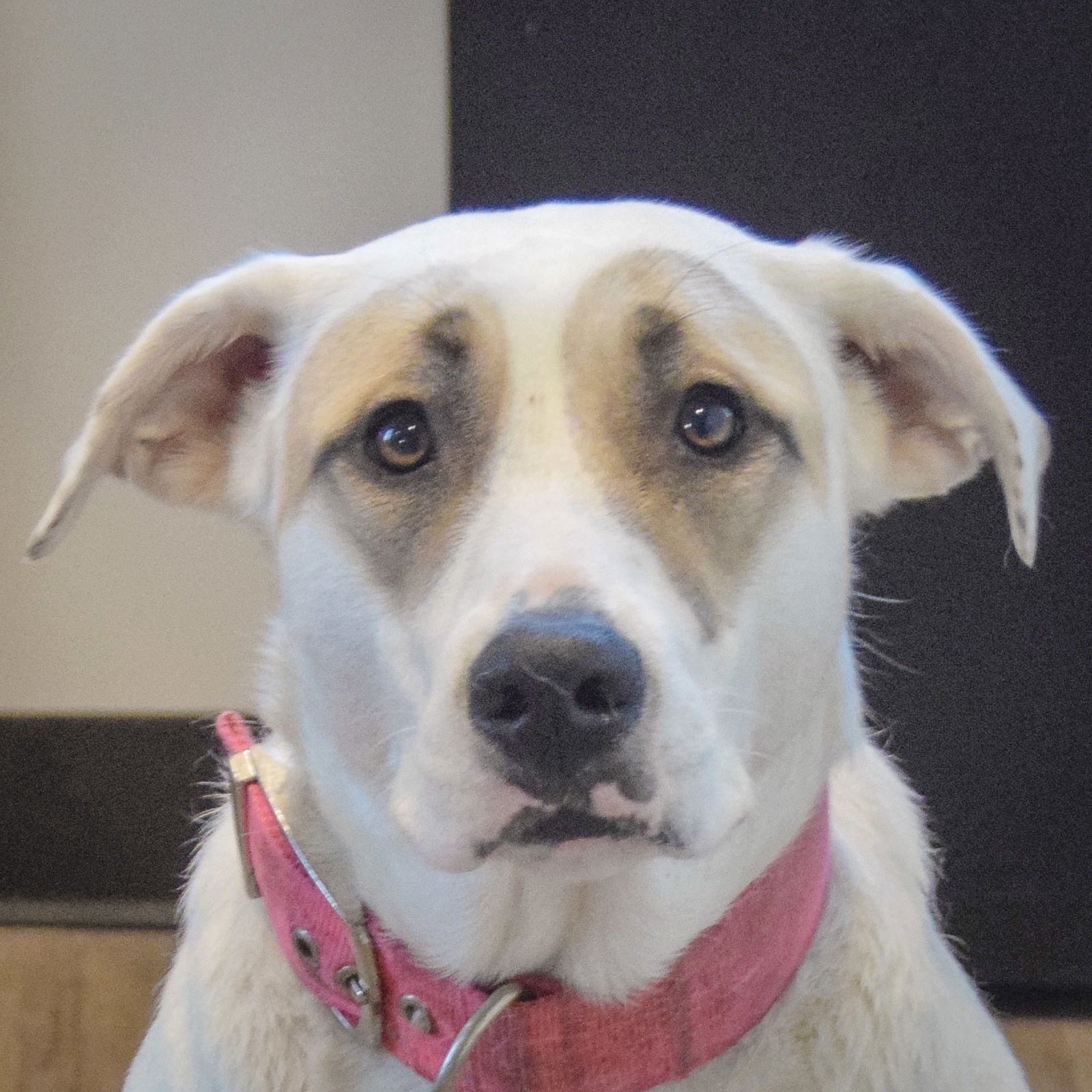 MJ - Great Pyrenees / Flat-coated Retriever available for adoption