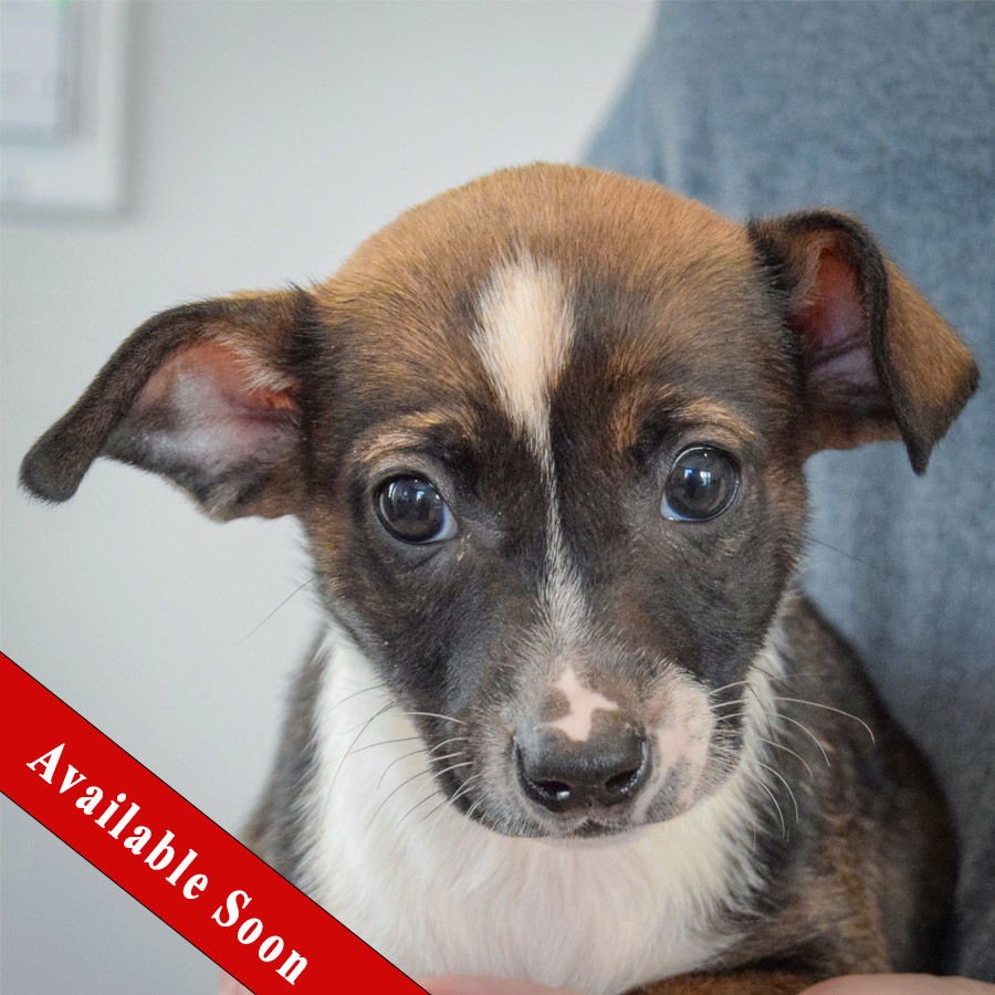 MUSTARD - Chihuahua / Miniature Pinscher available for adoption