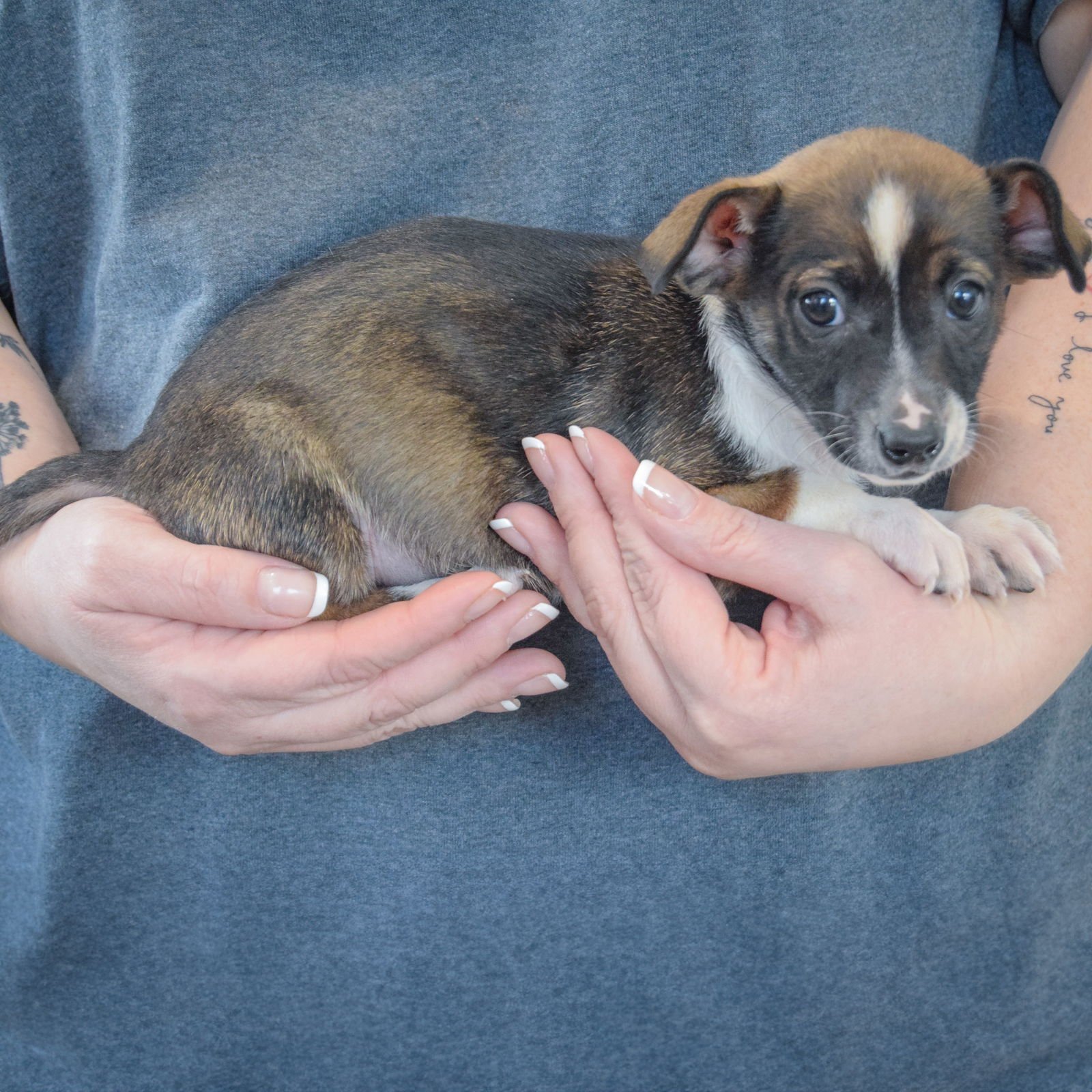 MUSTARD - Chihuahua / Miniature Pinscher available for adoption