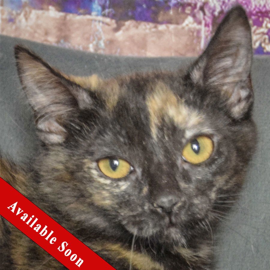 OPHELIA - Tortoiseshell / Domestic Short Hair available for adoption