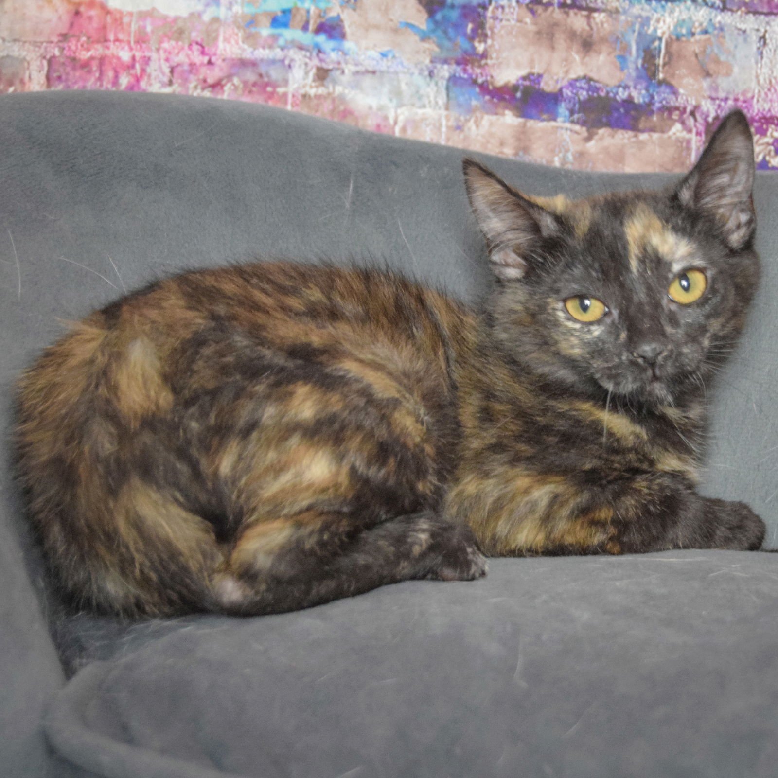 OPHELIA - Tortoiseshell / Domestic Short Hair available for adoption