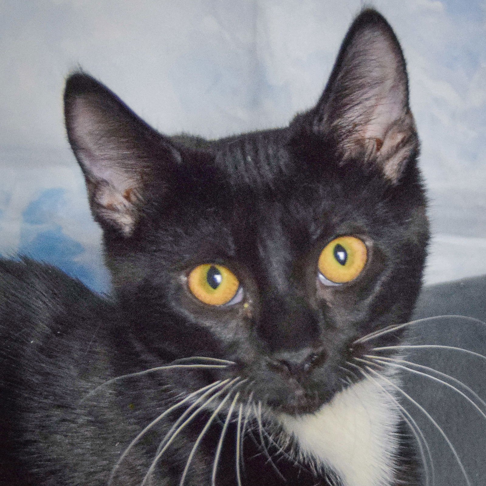 CRANBERRY - Tuxedo / Domestic Short Hair available for adoption