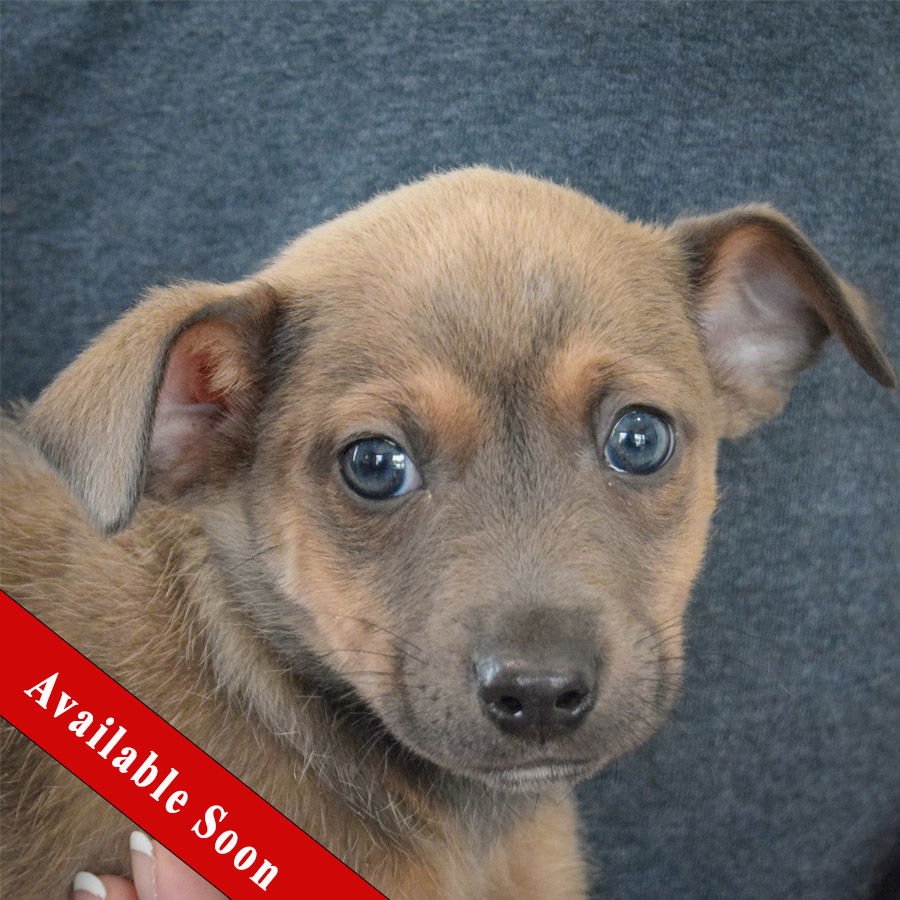 KETCHUP - Chihuahua / Miniature Pinscher available for adoption