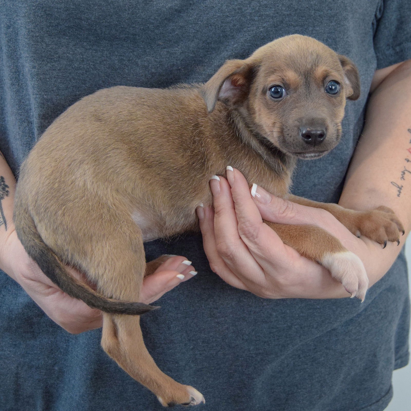 KETCHUP - Chihuahua / Miniature Pinscher available for adoption