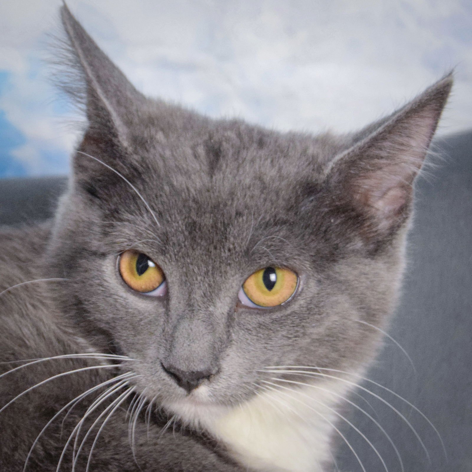 SAWYER - Tuxedo / Domestic Short Hair available for adoption