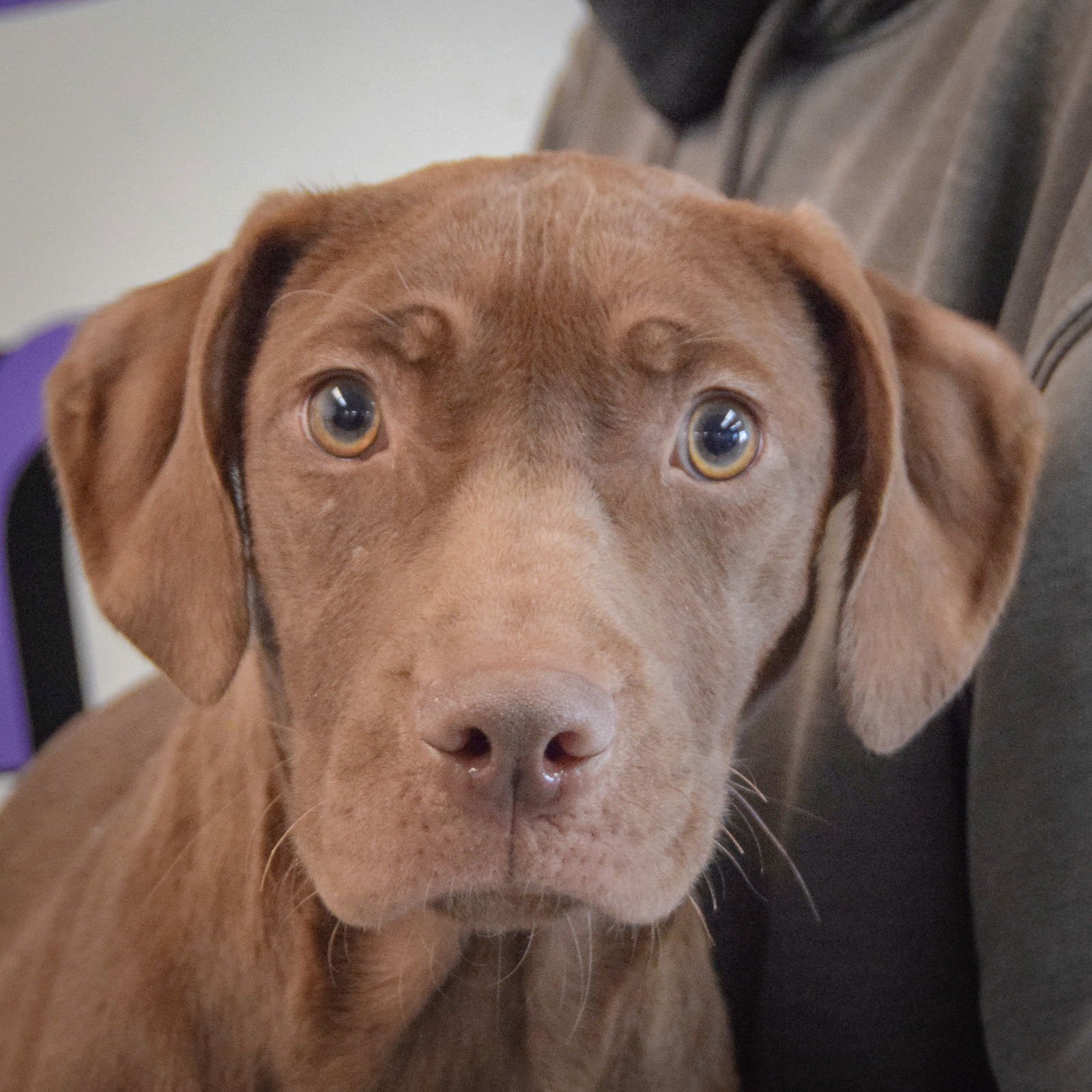 TOFFEE - Chocolate Labrador Retriever / Vizsla available for adoption