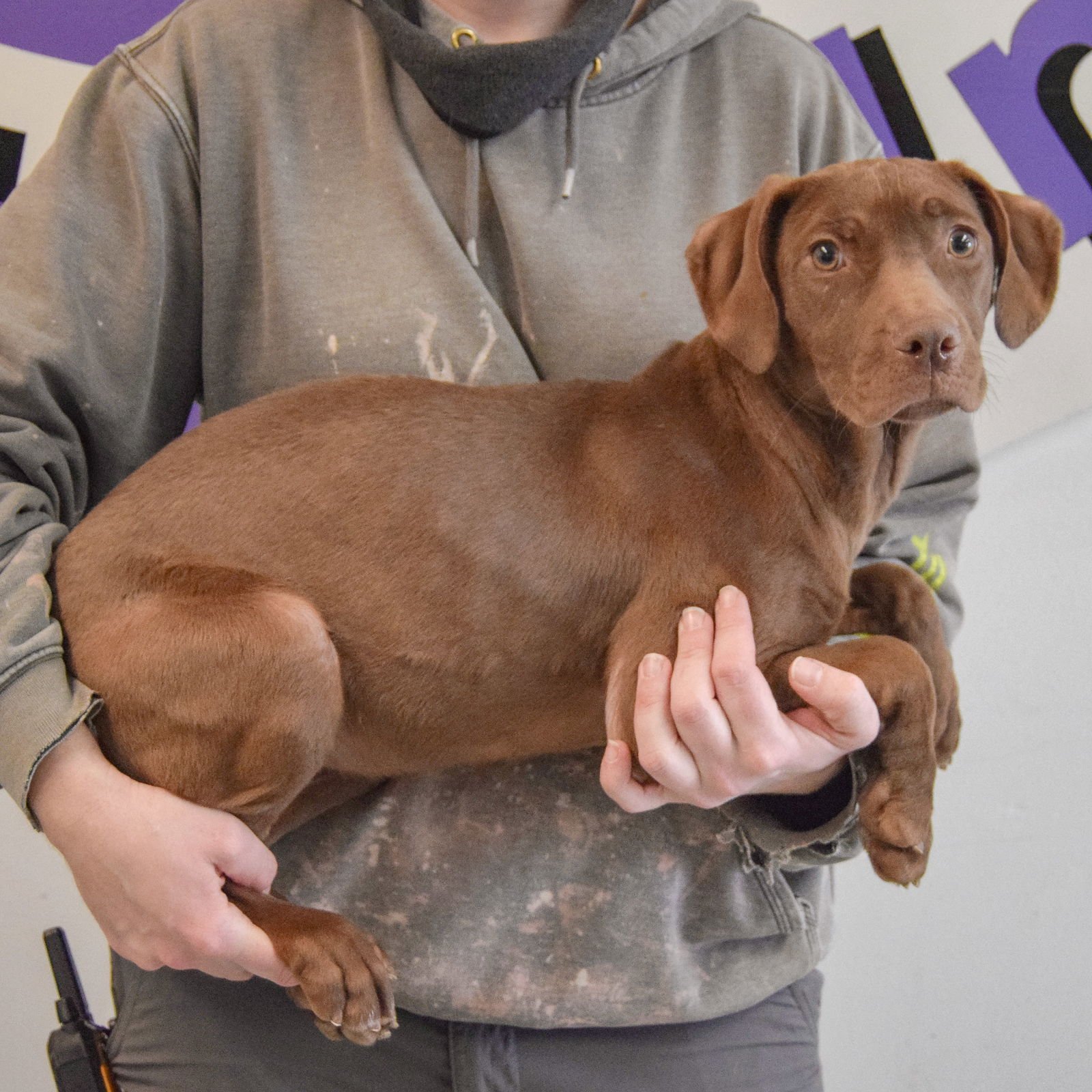 TOFFEE - Chocolate Labrador Retriever / Vizsla available for adoption